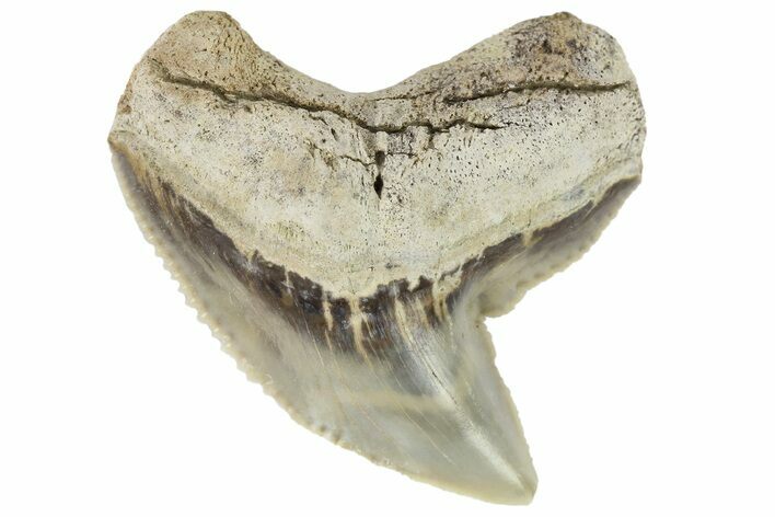 Fossil Tiger Shark (Galeocerdo) Tooth - Aurora, NC #179012